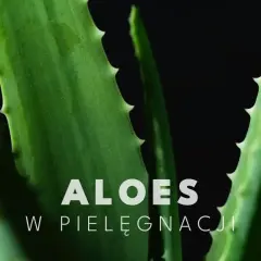 Zielone liście aloesu z ząbkowanymi brzegami. Aloes na twarz to naturalny sposób na nawilżenie i ukojenie skóry.
