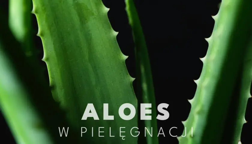 Zielone liście aloesu z ząbkowanymi brzegami. Aloes na twarz to naturalny sposób na nawilżenie i ukojenie skóry.