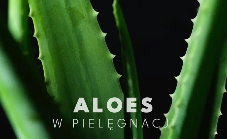Aloes na twarz - Jak go stosować i kiedy naprawdę pomaga?